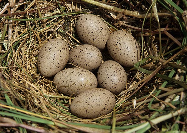 Red-knobbed Coot eggs
